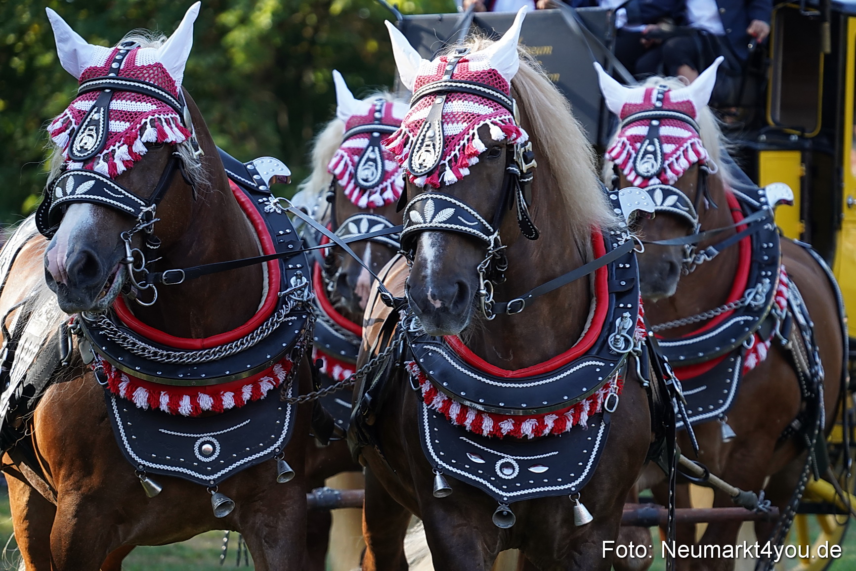 Pferde und Fohlenschau 2022 0016 